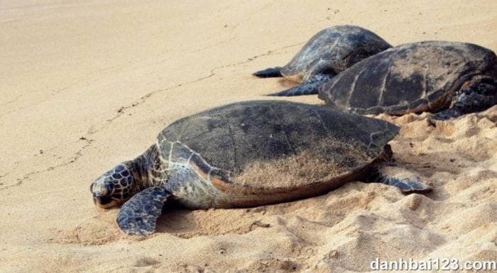 모래 위에 누워있는 거북이