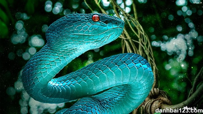 뱀에 대한 꿈은 무엇을 의미합니까?